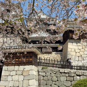 桜が綺麗でした。の画像