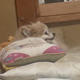 ねんねね︎の画像