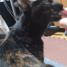 猫の爪切りの画像