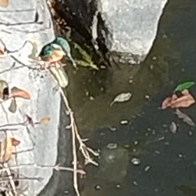 カワセミさんお食事中Part2の画像