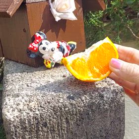 タロ吉最近寄り付かない？の画像