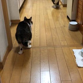 大丈夫だと思うけど…ジャレテルのよねぇ⁈の画像