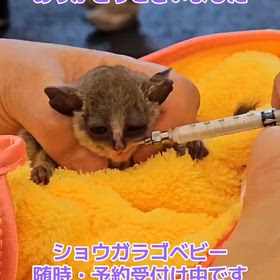 ジャパンレプタイルズショーの画像