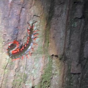 20センチ極太！超特大トビズムカデに遭遇！の画像