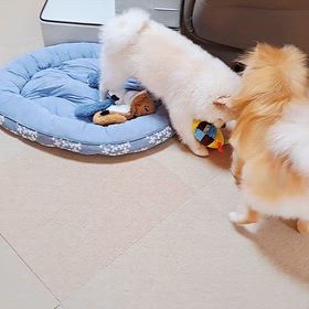 新しいおもちゃ♫の画像