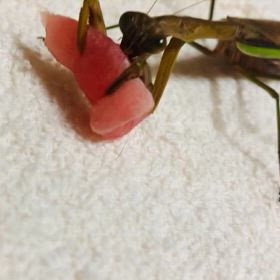 カマキリの食事情。カマ母さんの食欲が戻った動画の画像