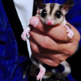 フクロモモンガご家族様募集中！！！の画像