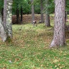 ※  忘れていた動画…の画像