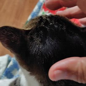 演歌だぜの画像