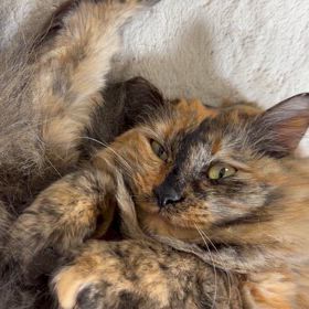 わたしはポンタ。寝てるだけ。の画像