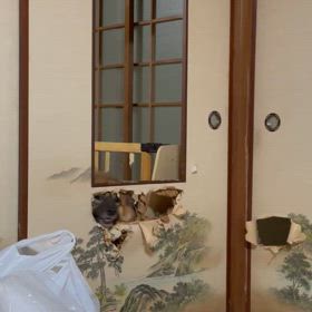 ナイスひょっこりの画像