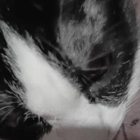 (/･ω･(-ω-)の画像