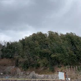 竹についての画像