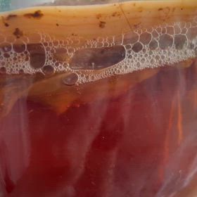 コンブチャの画像