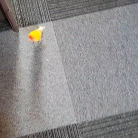 踏まれるぞぉ～( ｰ̀ωｰ́)の画像