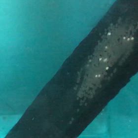 エンゼル  産卵 3日目の画像