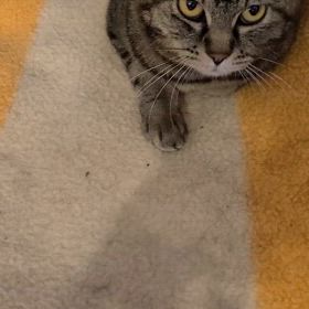 仲良しツール（ブラッシング）の画像