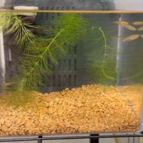 また一匹死んでしまったぞの画像