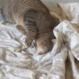 ムギの御乱心笑の画像