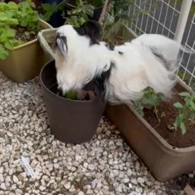 パープ&ホルン&フルート君からのお便りですの画像