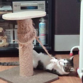 ぶっ壊しちうの画像