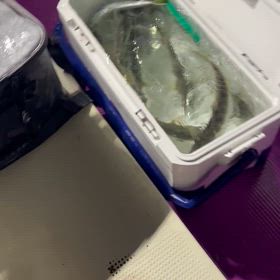 6月19日夜アジの画像