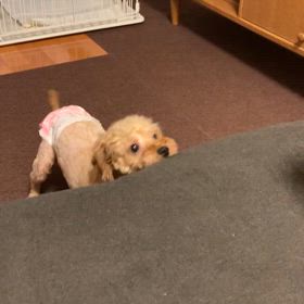 積極的！の画像