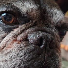 ぽんちゃん！あそぼの画像