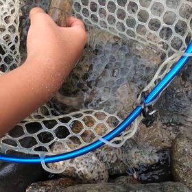 木曽川漁協最南部  蘭川  アマゴ24cmの画像