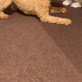 ぐぐっと！の画像