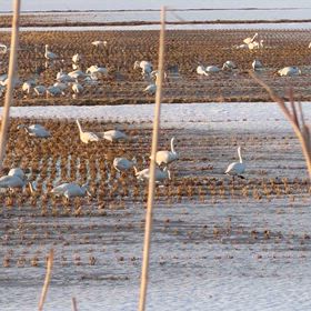 春ですねの画像