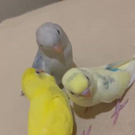 可愛い子ちゃん販売中。続編。の画像