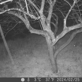 すぎぴたんの事件簿シーズン3　465話（ブルブル！ピョンピョン！うさぎ！）の画像