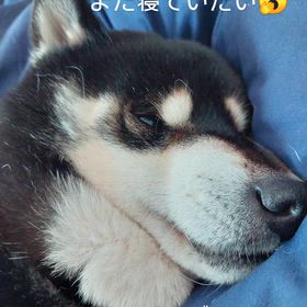 インスタより～ぼくは黒豆～の画像