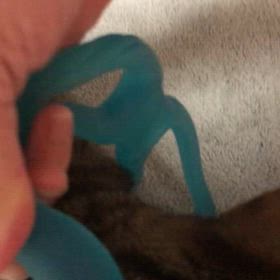 やる気が無いのが1番の理由かも。昨日のジム活！ゴム製だから撫でてみたにゃ。の画像