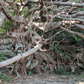 自然と触れ合うこと♡の画像