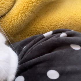 寝起きでペロペロの画像