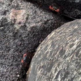 カニはカニであるだけで尊いの画像