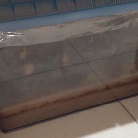 2024-10-31　スズムシの画像