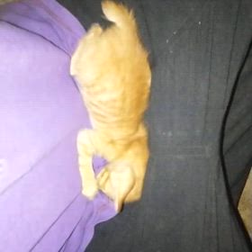 ㉙ラオス ビエンチャンで　子猫たちとの画像