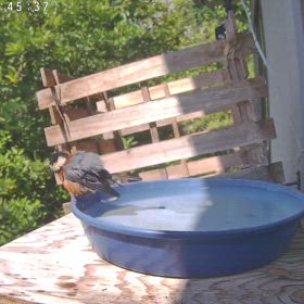 すぎぴたんの事件簿シーズン3　517話（それぞれ  の水浴び！　ヤマガラ）の画像