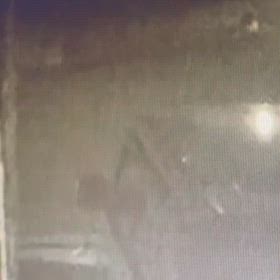 溝を使う猫の画像