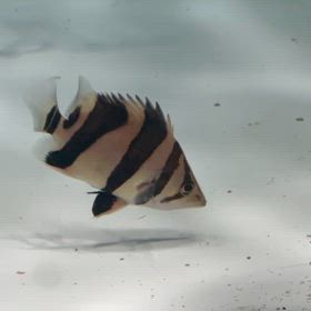 広島県のお客様に最高級スラッシュリアルバンド追加ご成約頂きました！の画像