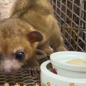 キンカジューの画像