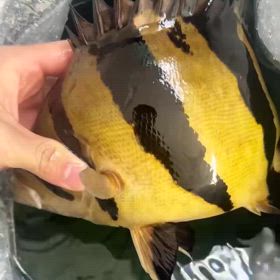 シャムタイガー3匹目！極上シャムタイガートリオ輸入します！の画像