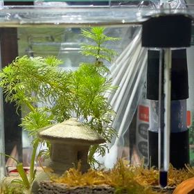 エビ6代目〜14日目〜の画像