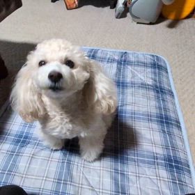 貼れるかな❓の画像