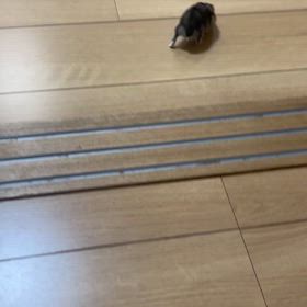 春さんぽの画像