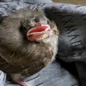 だれかおしえてくださいーの画像