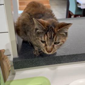 お返事色々の画像